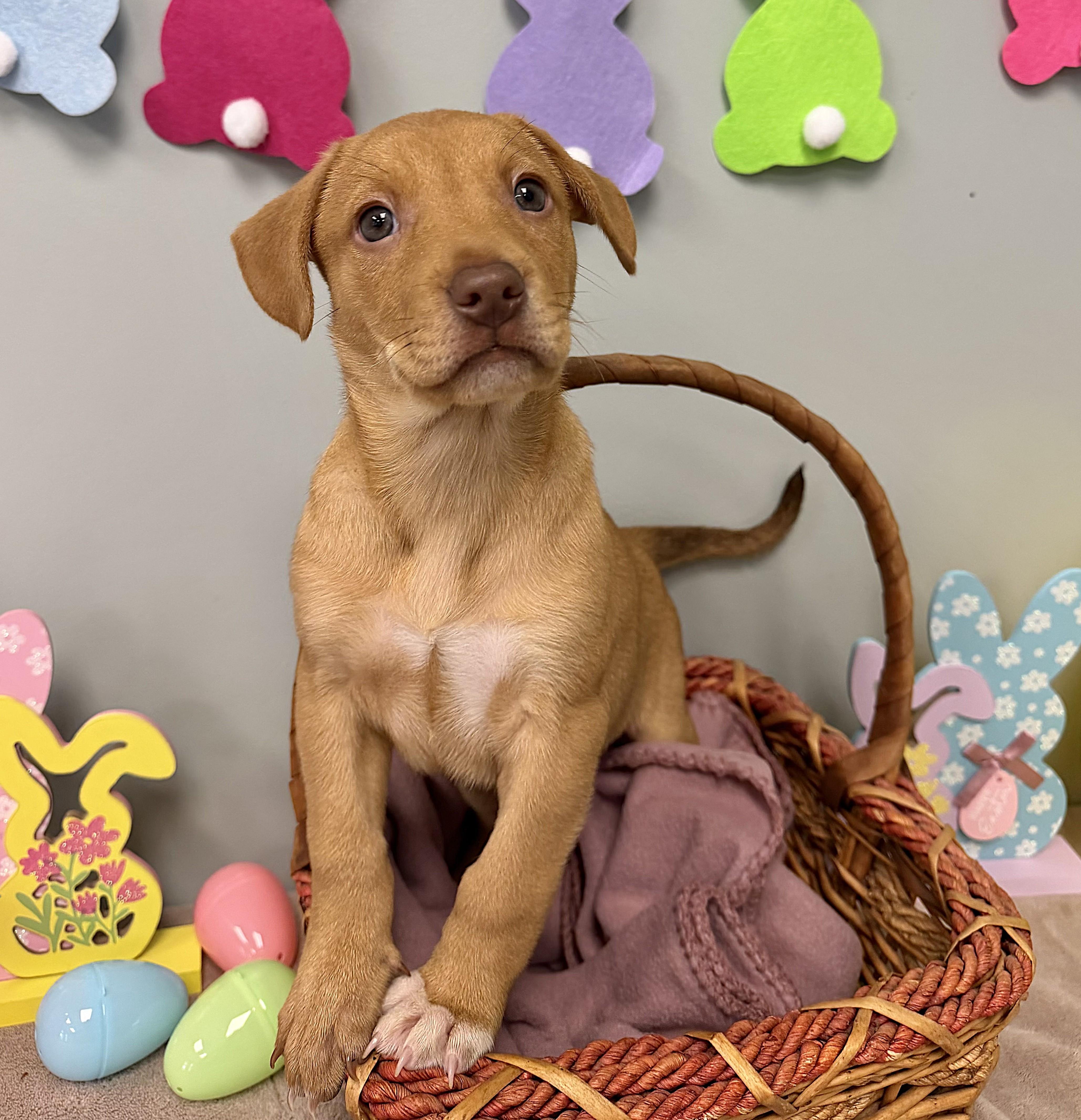 STETSON, adopted, Puppy Male Mixed Breed.