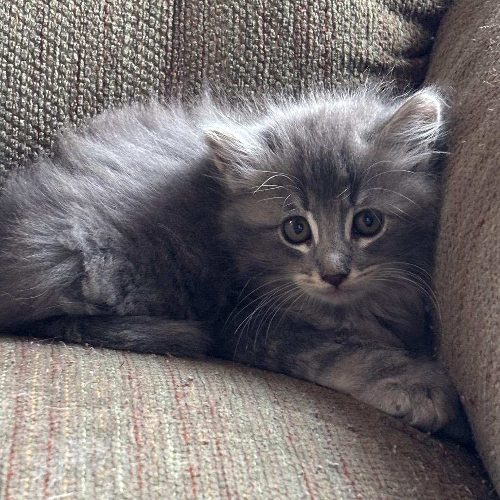 Earl, Adoptable, Kitten Male Domestic Long Hair.
