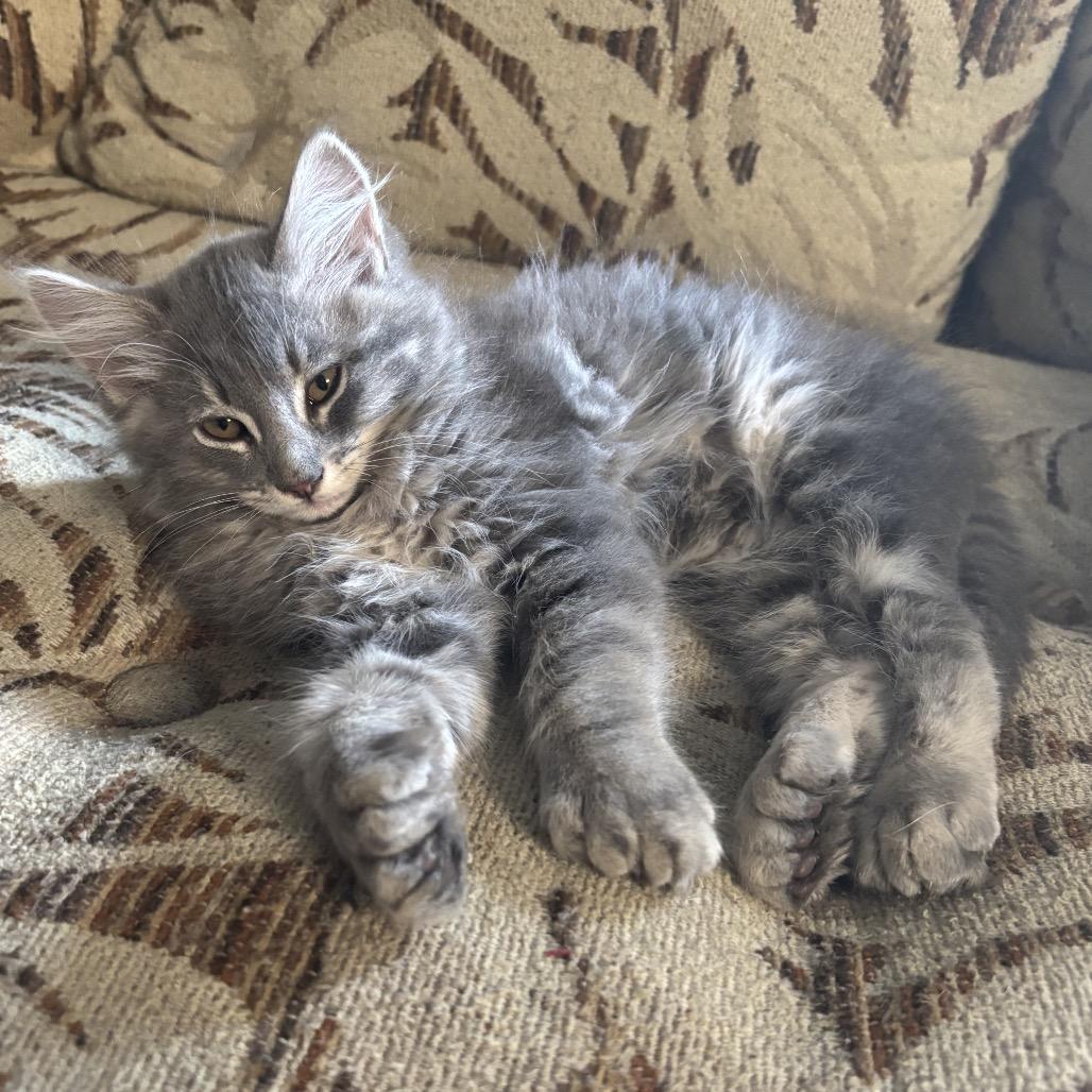 Enlarge Earl, a Adoptable Domestic Long Hair in Kenai, AK image 2/2