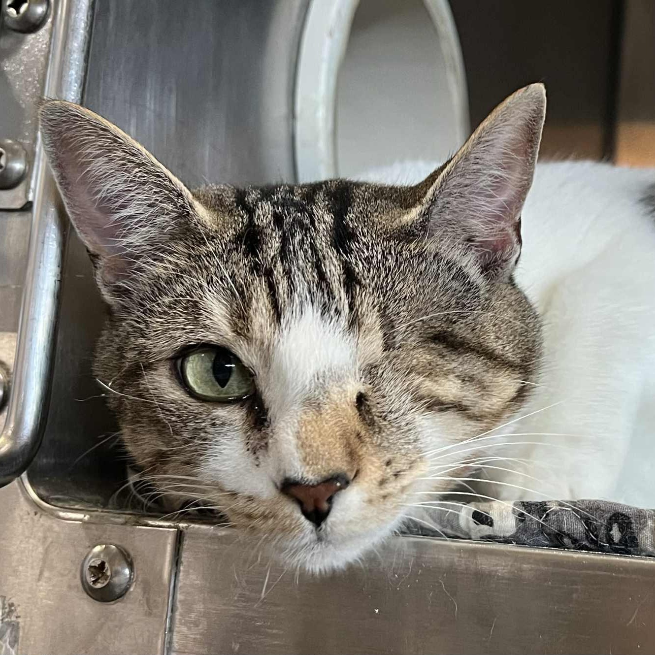 Ariel - bonded to Susu