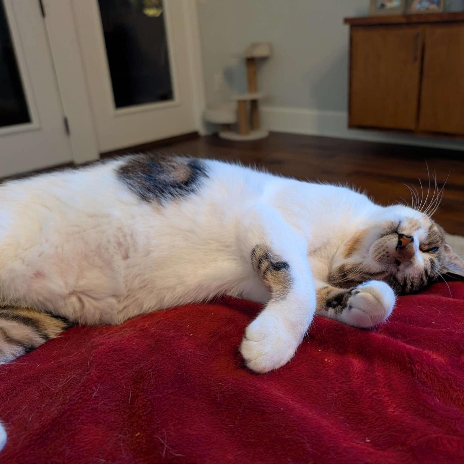 Ariel - bonded to Susu