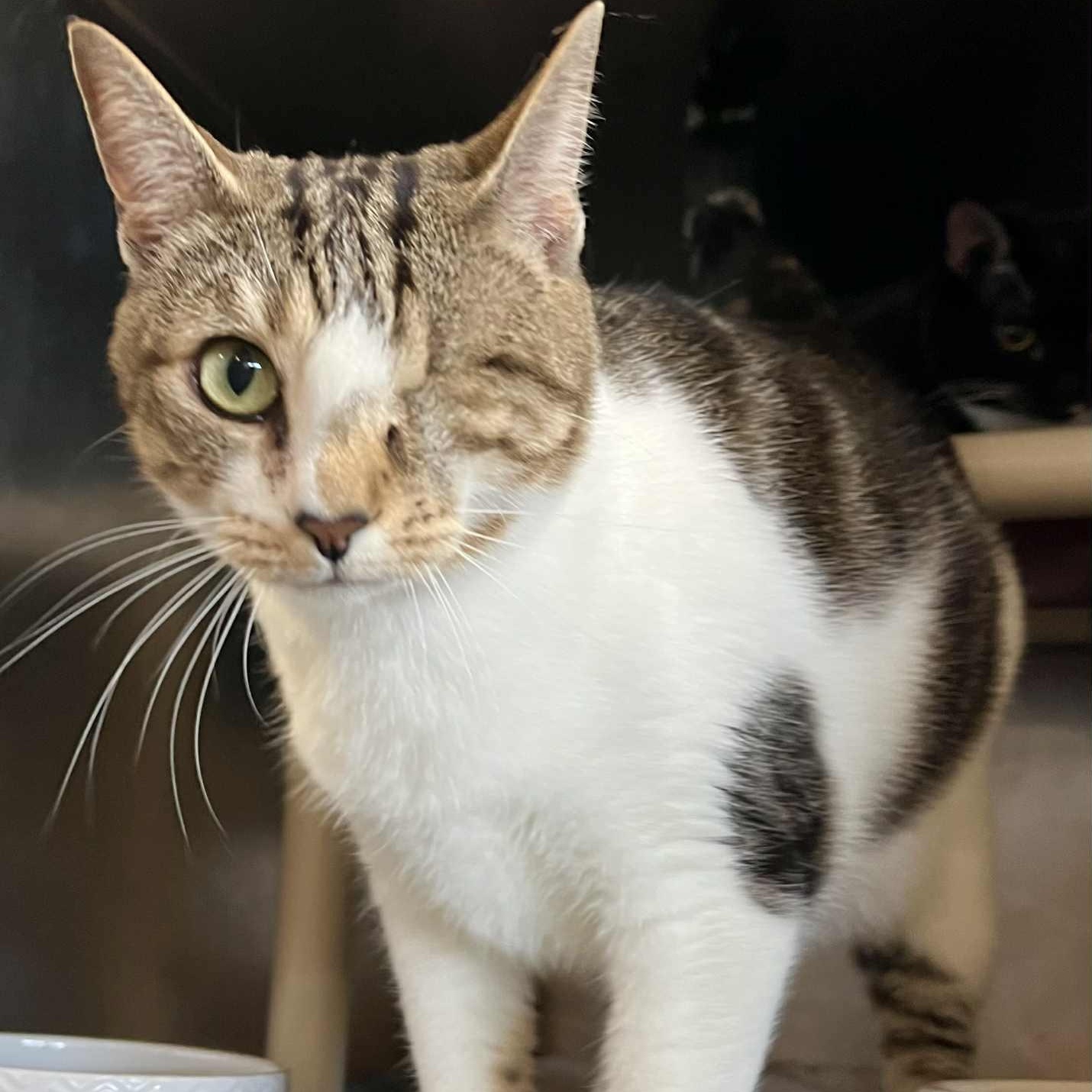 Ariel - bonded to Susu