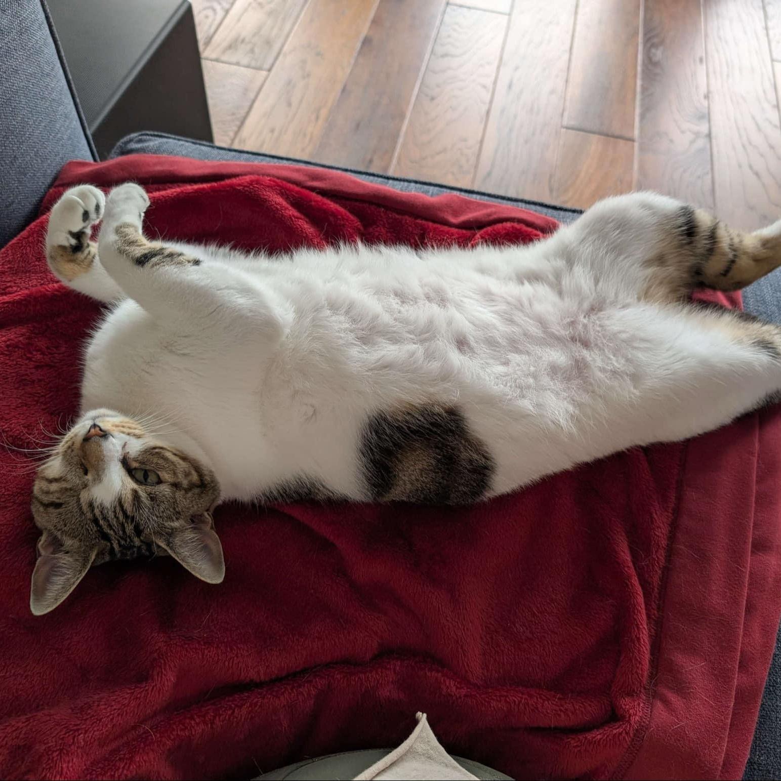 Ariel - bonded to Susu