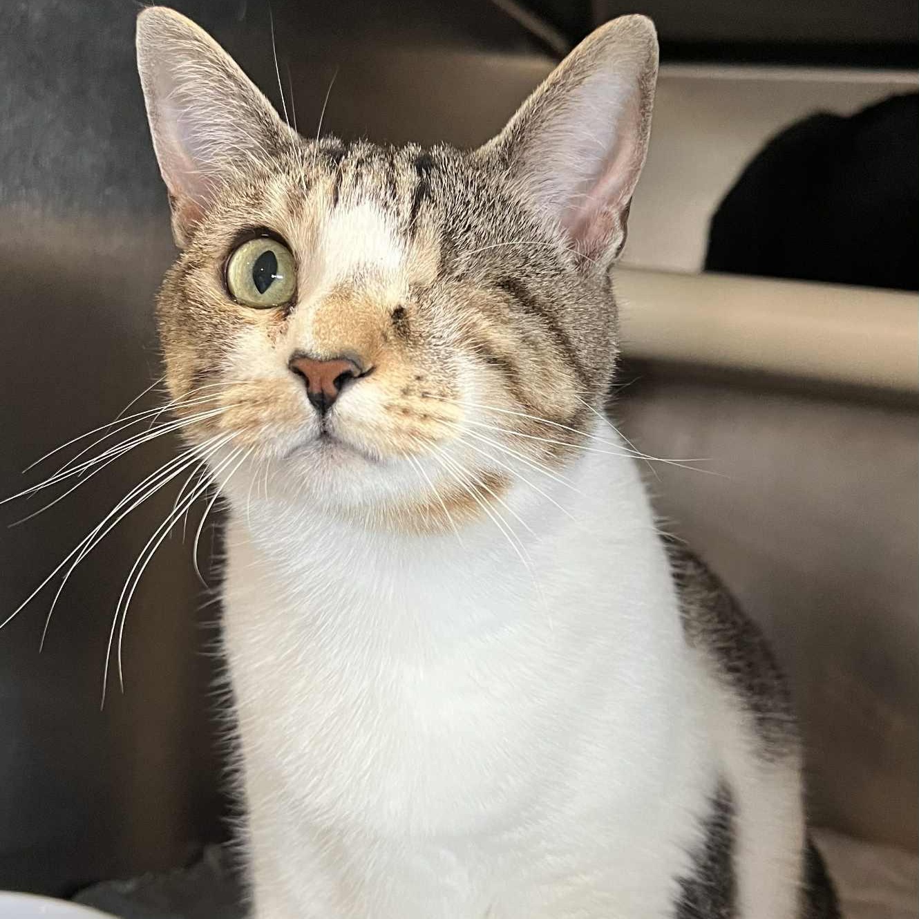 Ariel - bonded to Susu