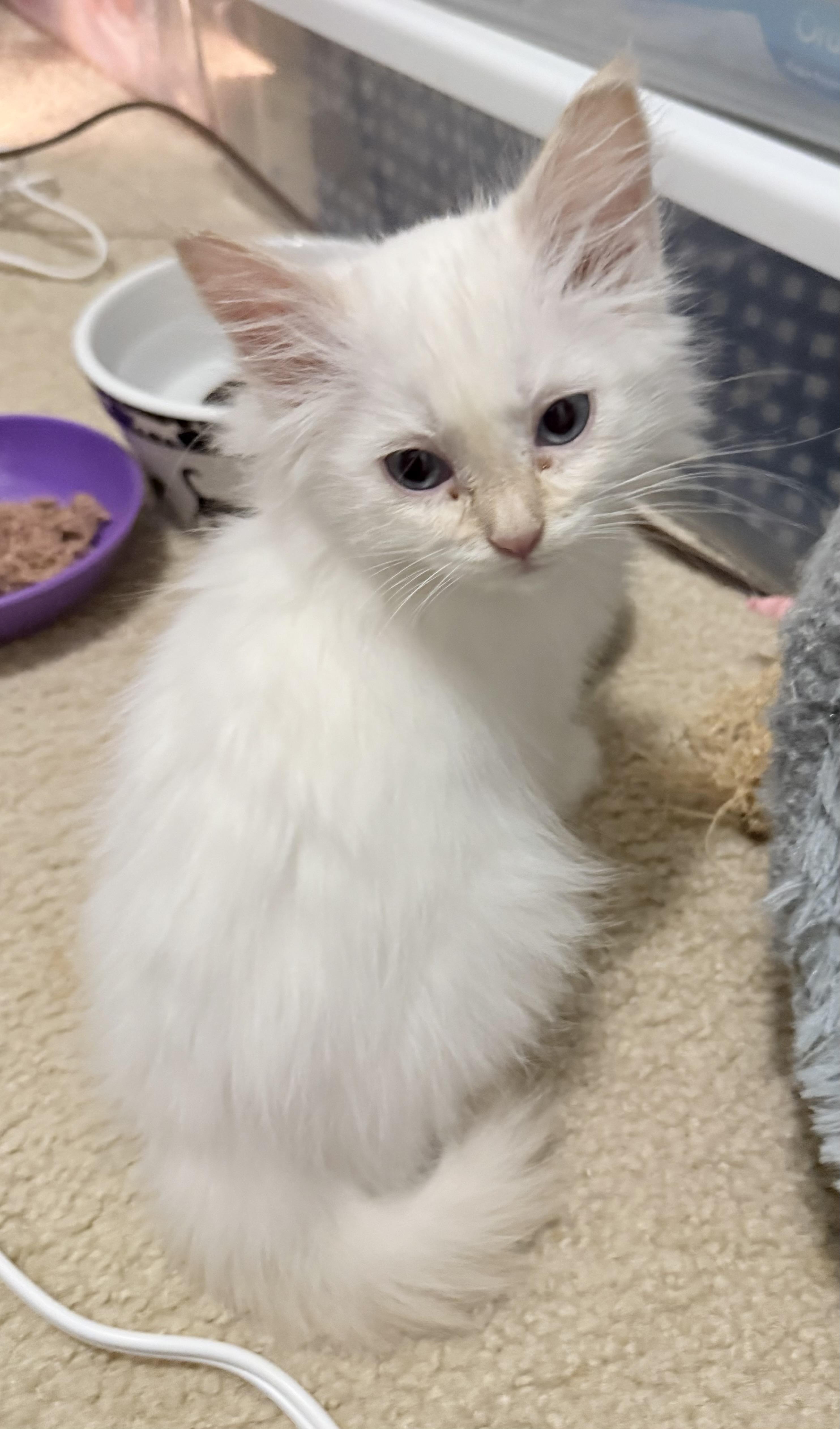 Enlarge Ralph and Nacho, an adopted Domestic Medium Hair in Blaine, MN image 2/6