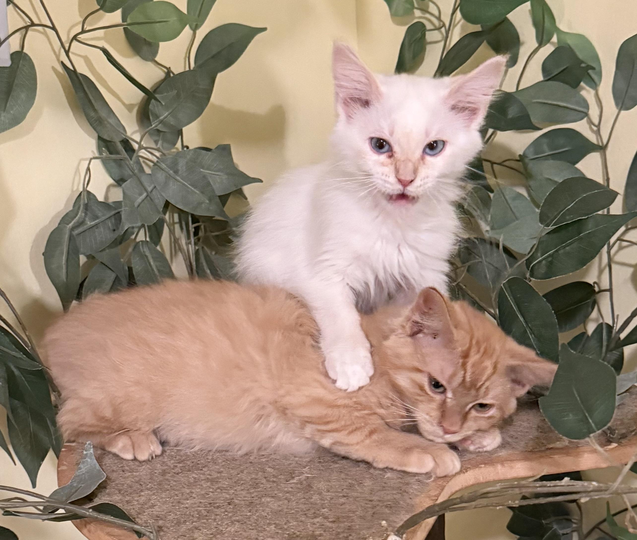 Enlarge Ralph and Nacho, an adopted Domestic Medium Hair in Blaine, MN image 1/6
