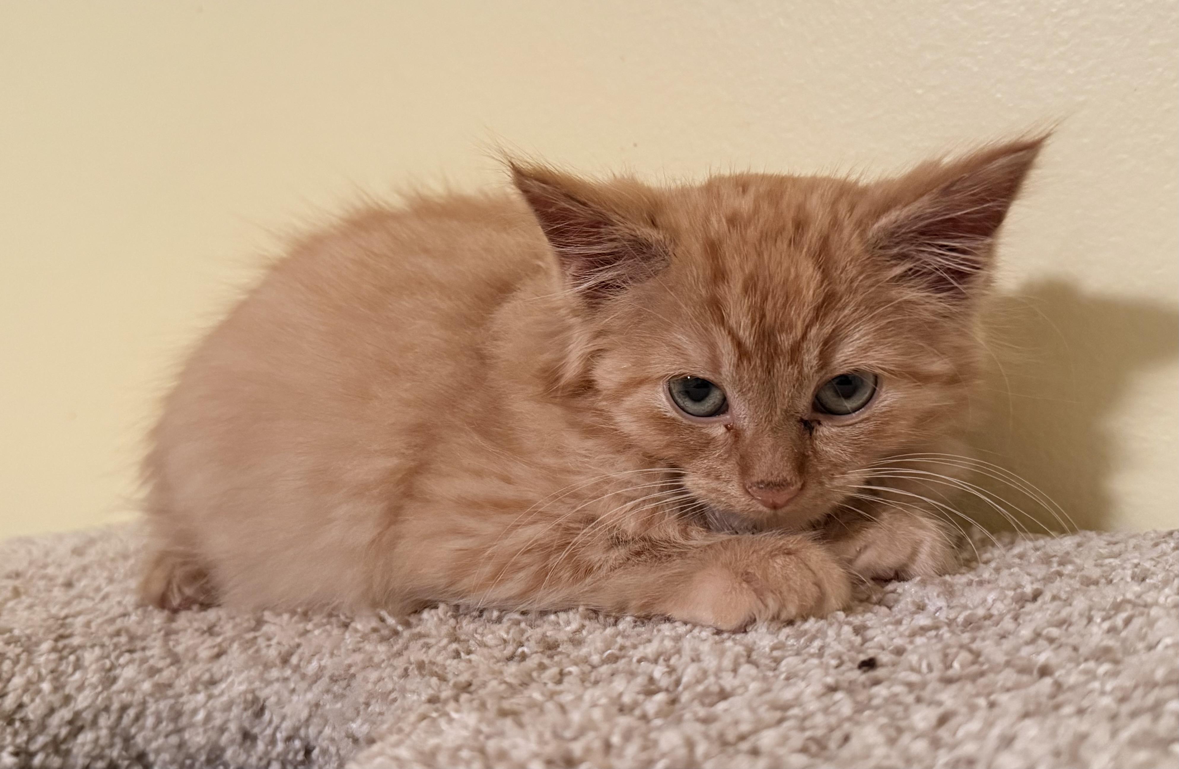 Enlarge Ralph and Nacho, an adopted Domestic Medium Hair in Blaine, MN image 4/6