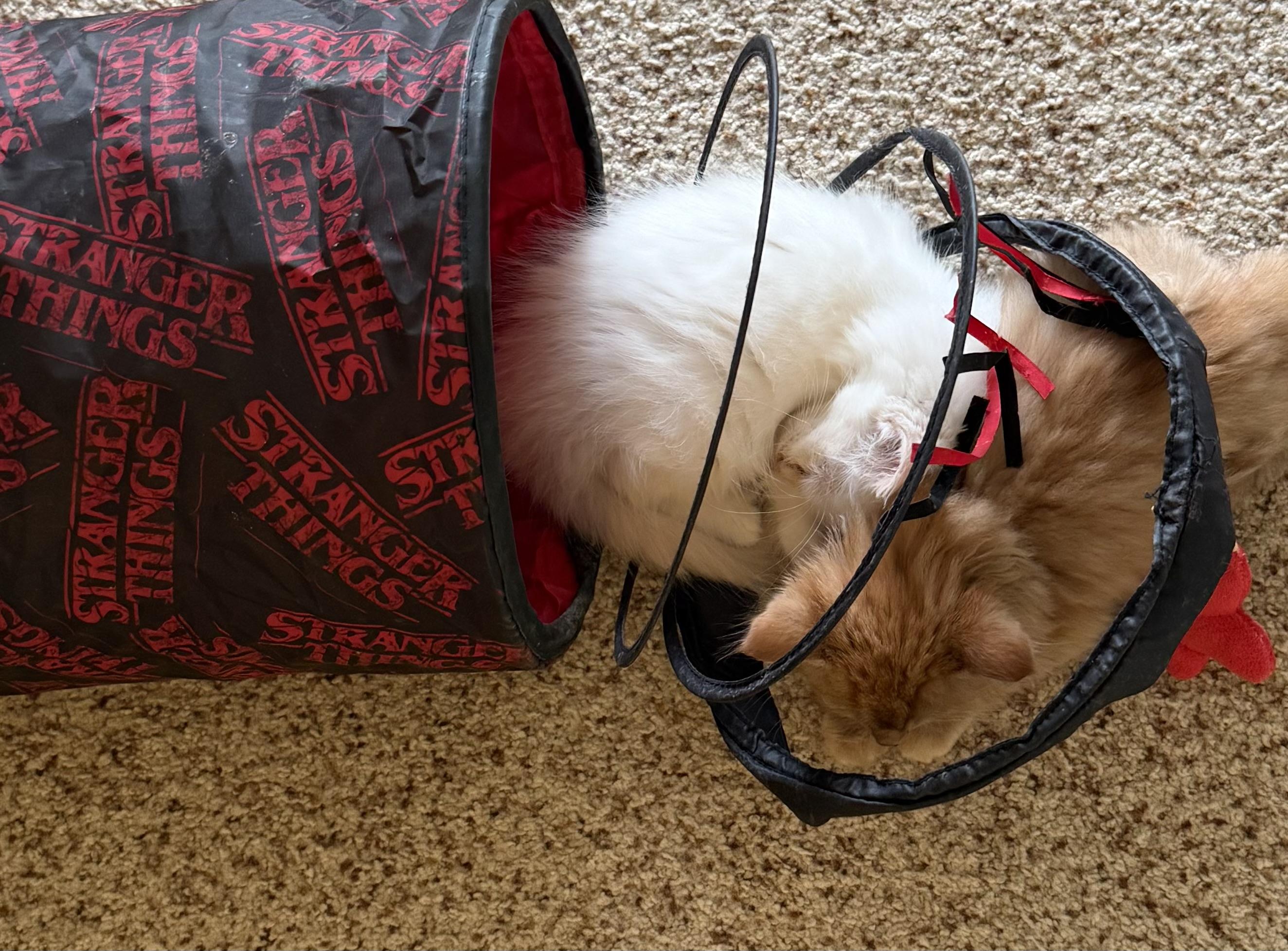 Enlarge Ralph and Nacho, an adopted Domestic Medium Hair in Blaine, MN image 3/6