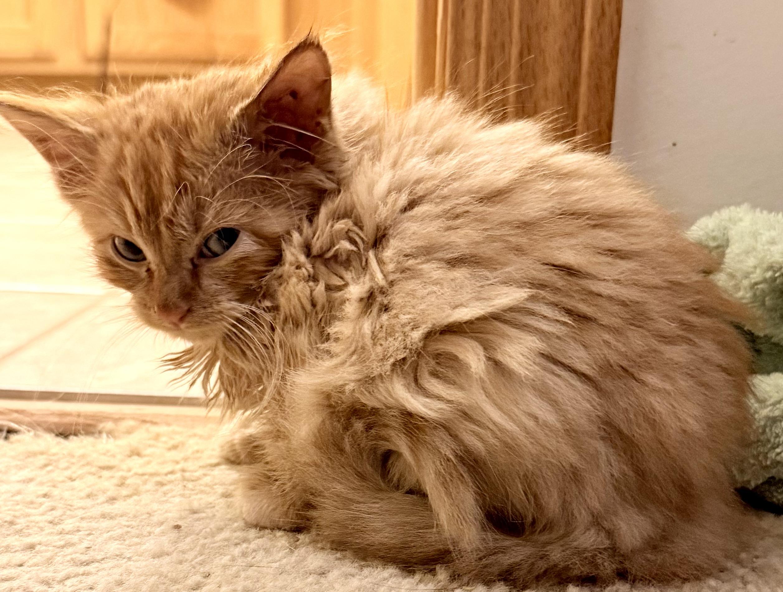 Enlarge Ralph and Nacho, an adopted Domestic Medium Hair in Blaine, MN image 6/6