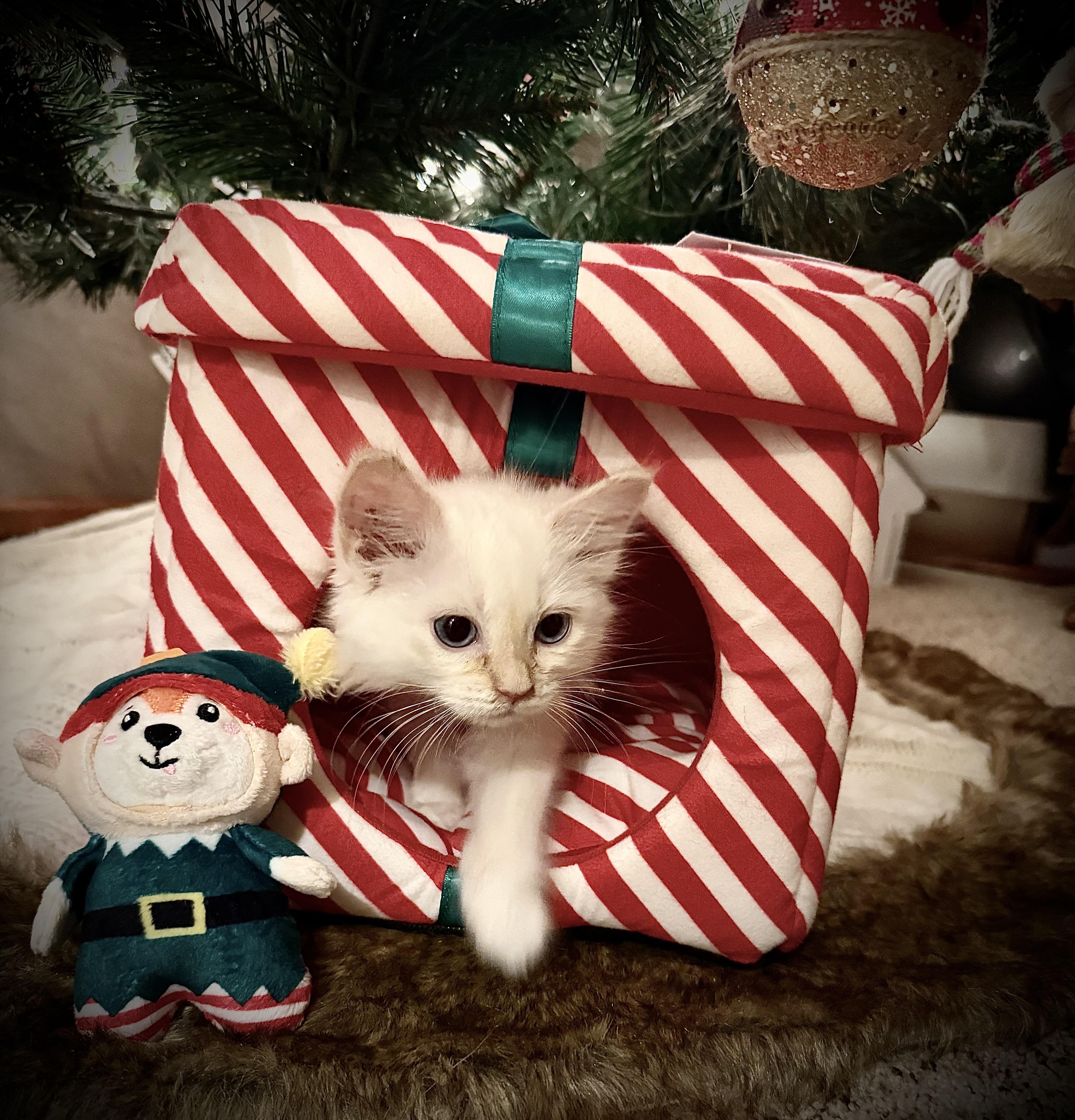 Enlarge Ralph and Nacho, an adopted Domestic Medium Hair in Blaine, MN image 5/6