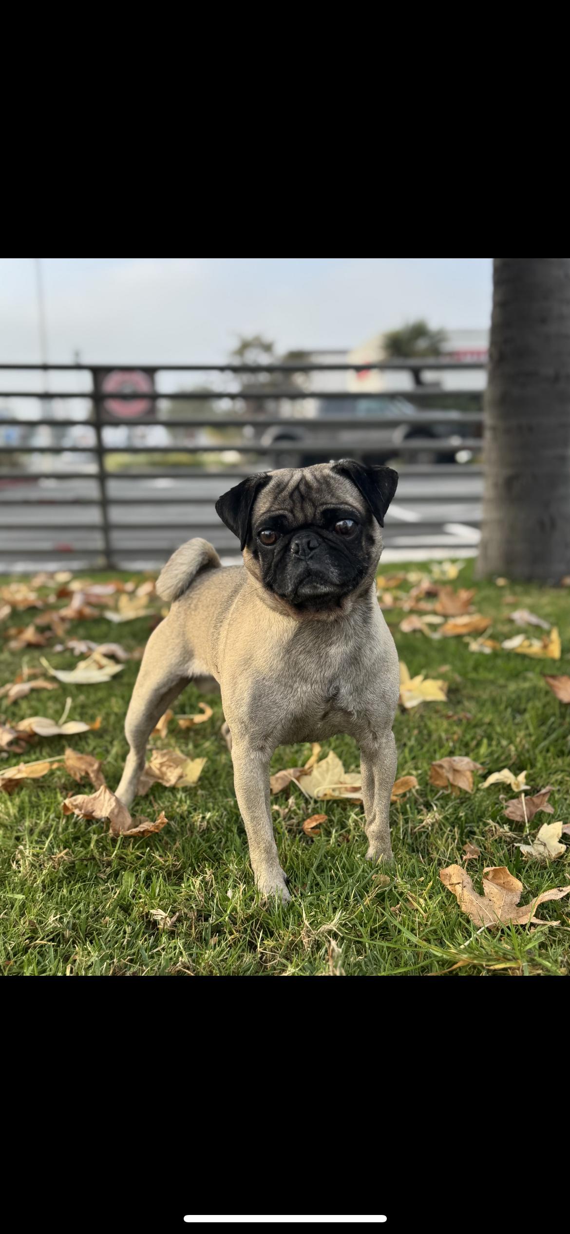 Bruno, a ADOPTABLE Pug in Hamden, CT image 2/3