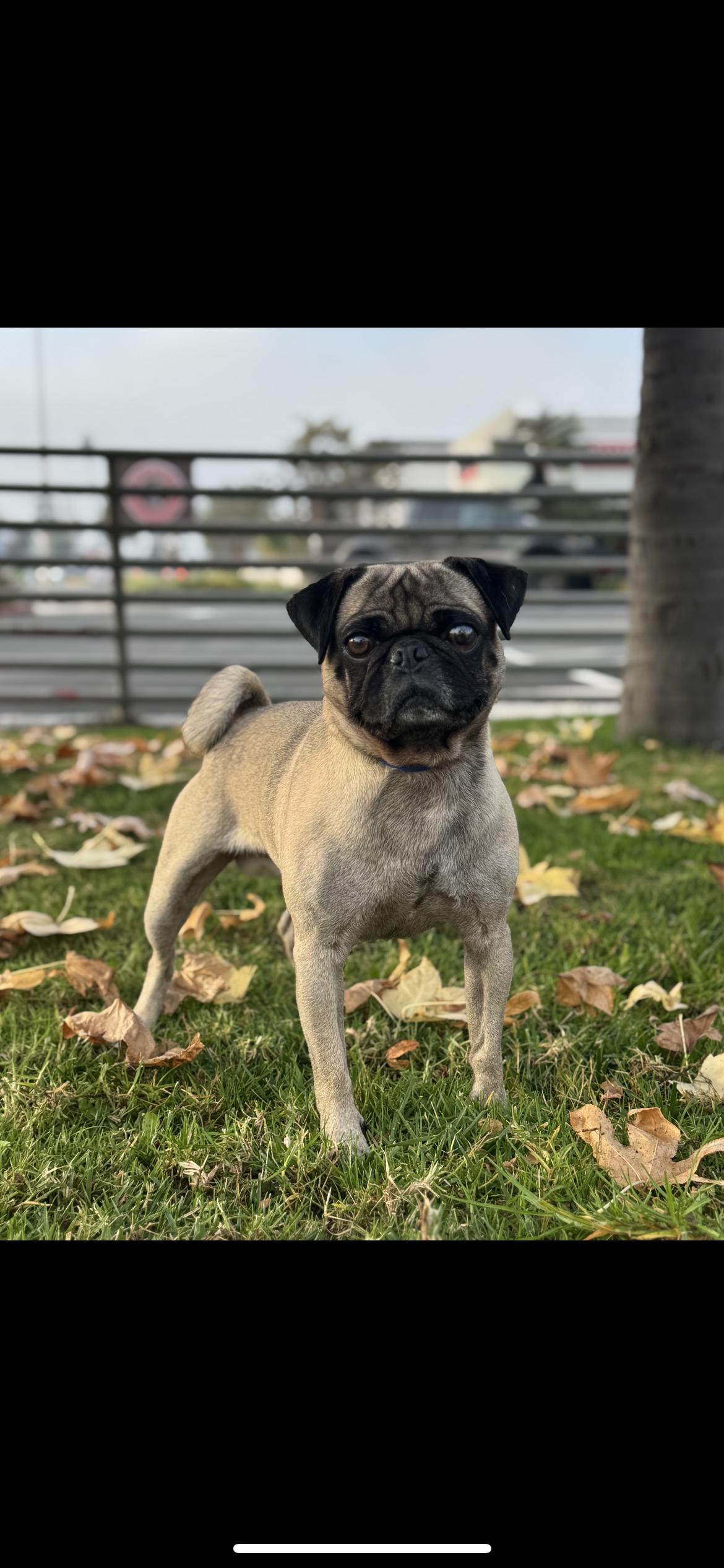 Bruno, a ADOPTABLE Pug in Hamden, CT image 1/3