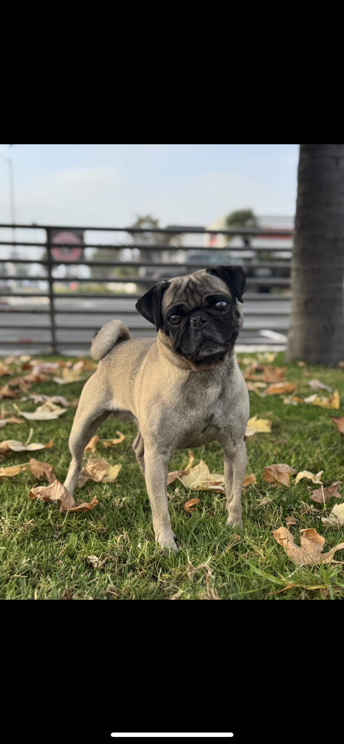 Bruno, a ADOPTABLE Pug in Hamden, CT image 3/3