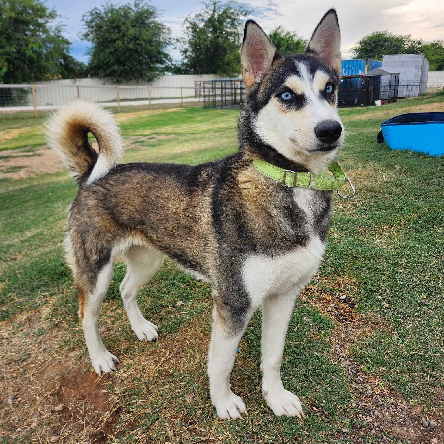 CINAMON, a Adoptable Siberian Husky in Weatherford, TX image 1/3