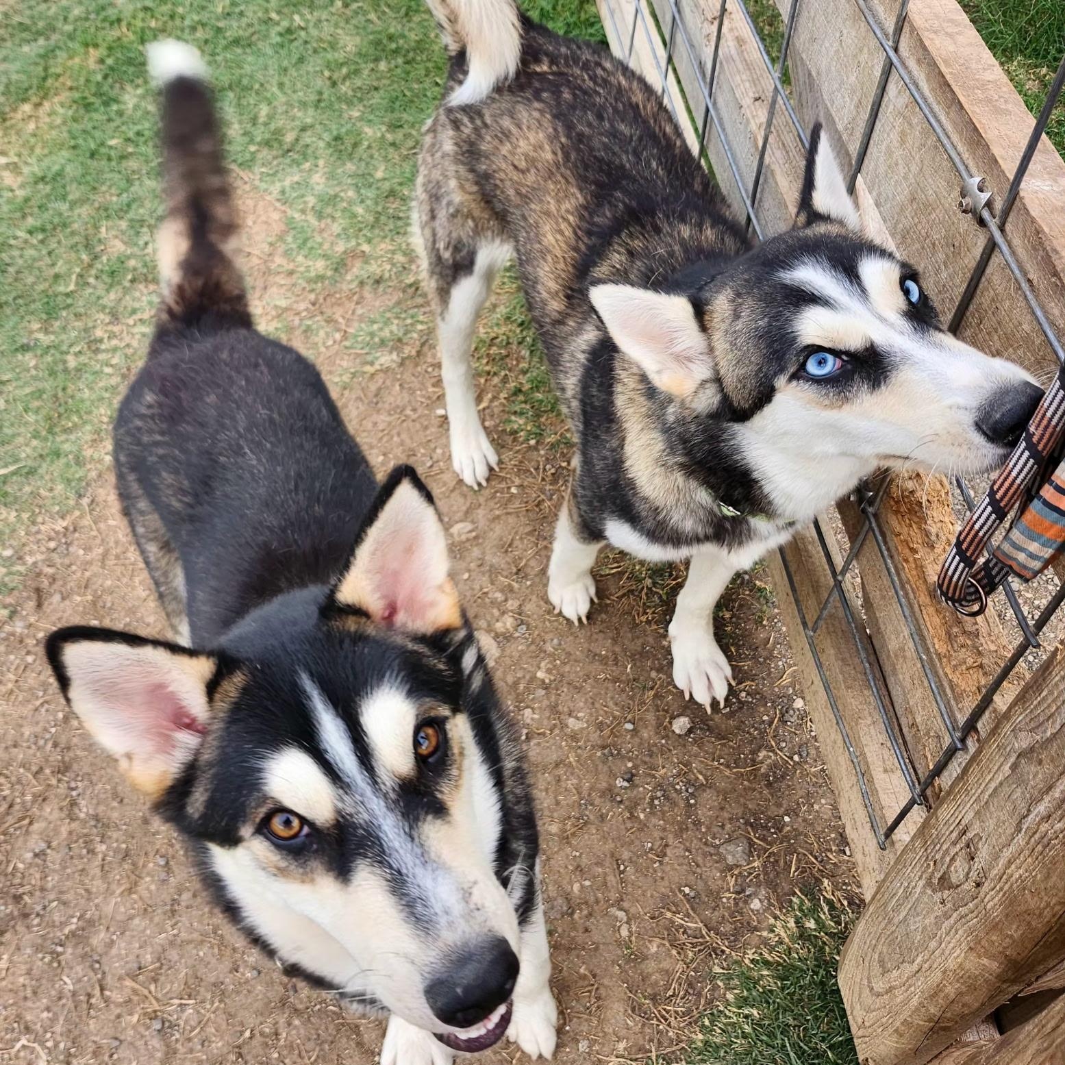 CINAMON, Adoptable, Adult Female Siberian Husky.