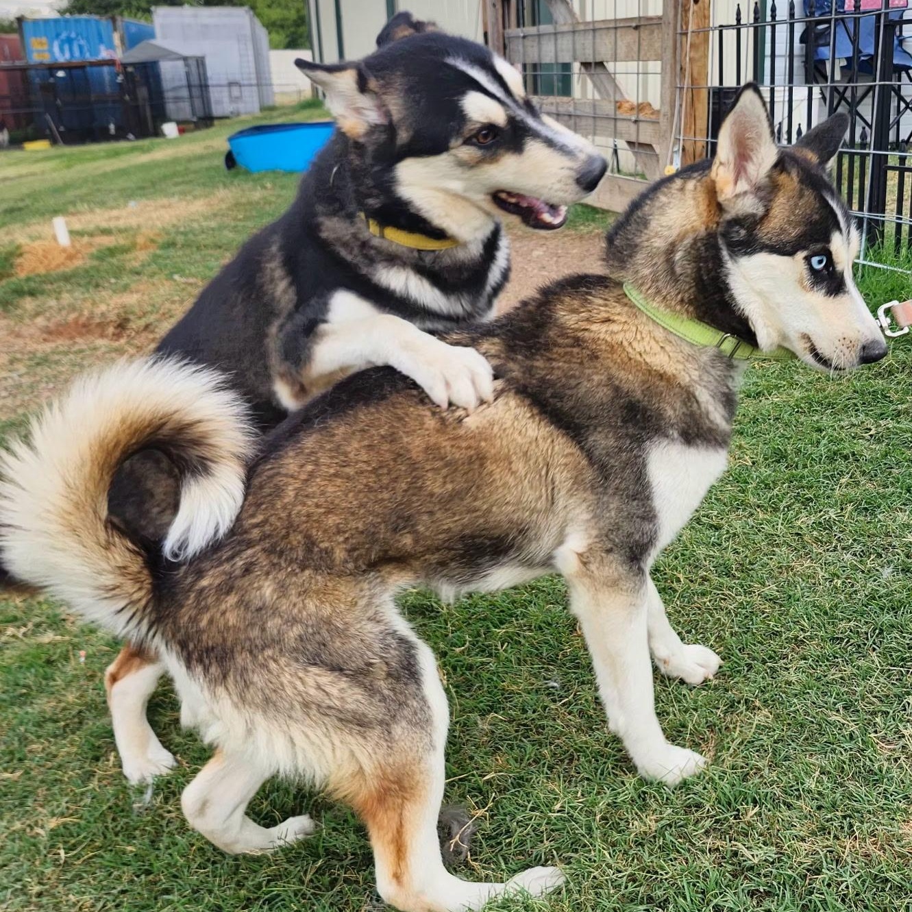 CINAMON, a Adoptable Siberian Husky in Weatherford, TX image 3/3
