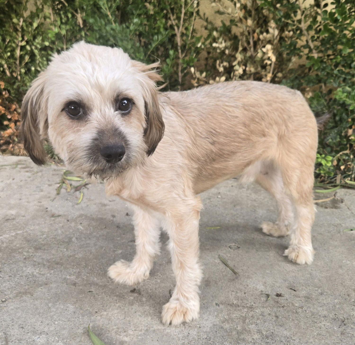 Enlarge Benji, a Adopted mixed breed in Los Angeles, CA image 1/3
