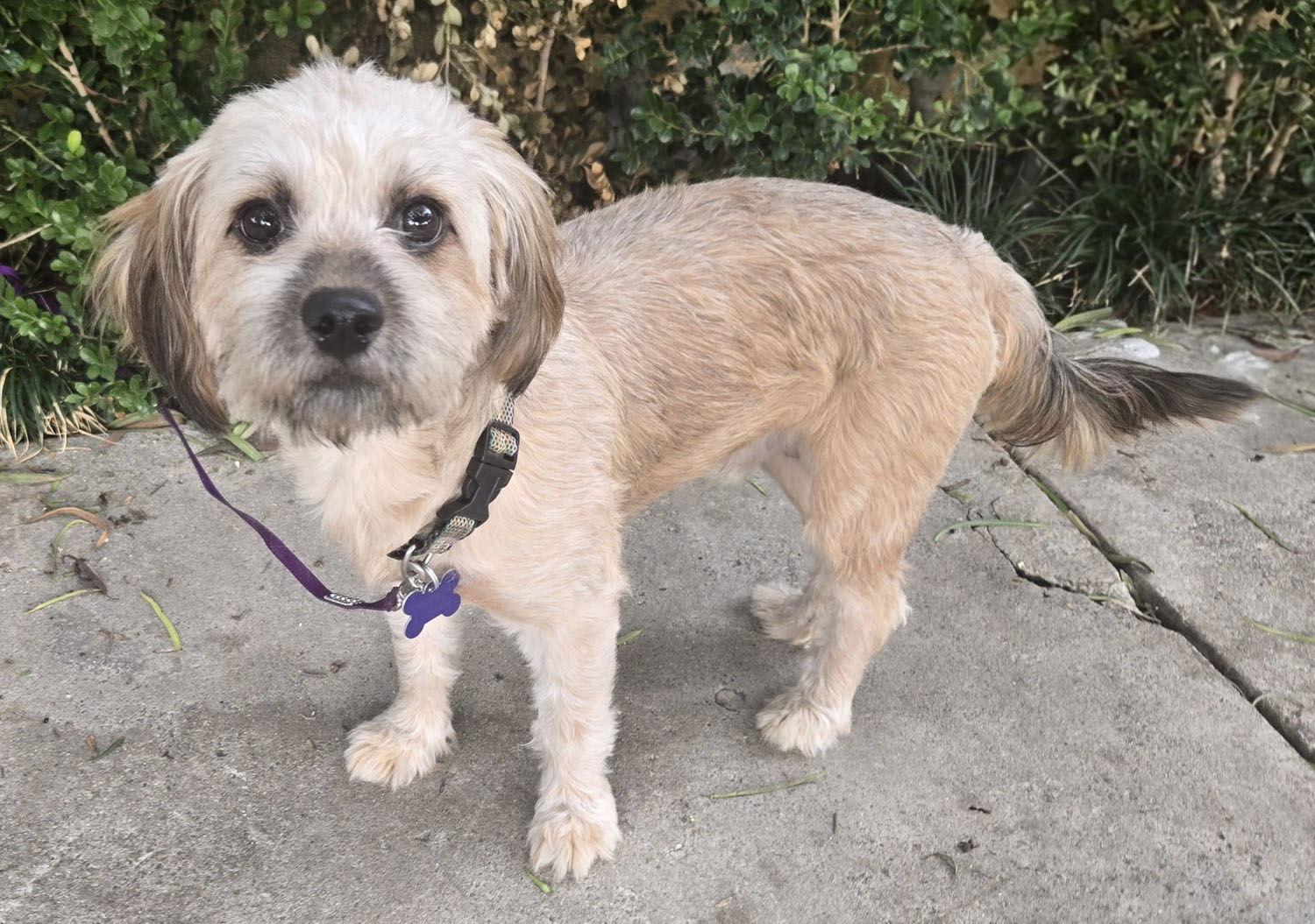 Enlarge Benji, a Adopted mixed breed in Los Angeles, CA image 2/3