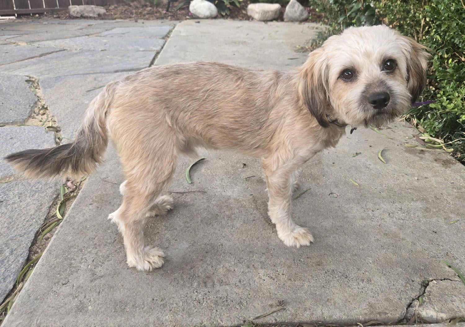 Enlarge Benji, a Adopted mixed breed in Los Angeles, CA image 3/3