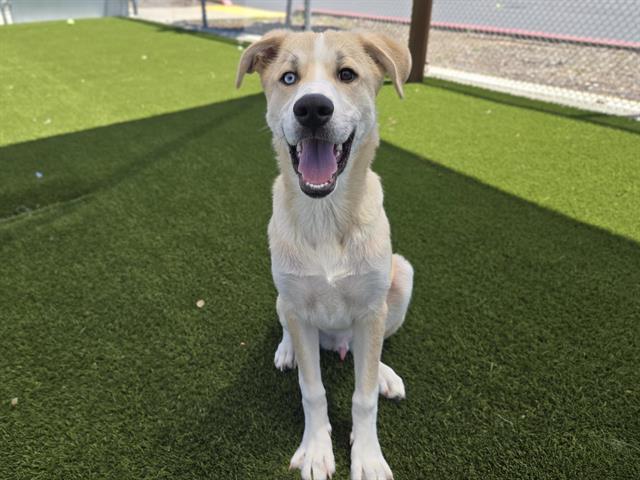 Enlarge BENNO, a Adoptable mixed breed in Auburn, CA image 1/1