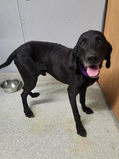 Enlarge Buster, a Adoptable mixed breed in Shawano, WI image 1/3