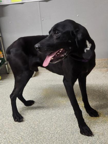 Enlarge Buster, a Adoptable mixed breed in Shawano, WI image 2/3