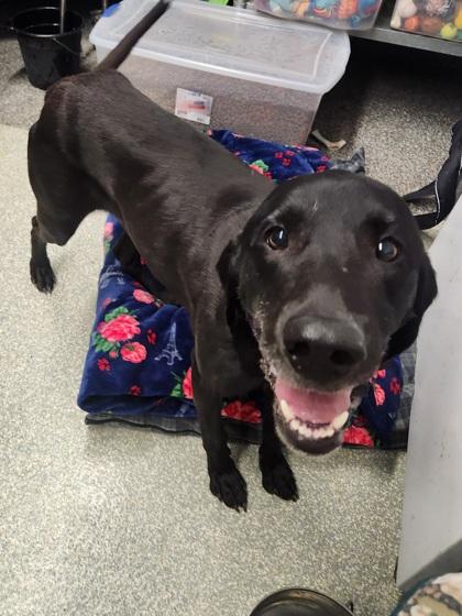 Enlarge Buster, a Adoptable mixed breed in Shawano, WI image 3/3