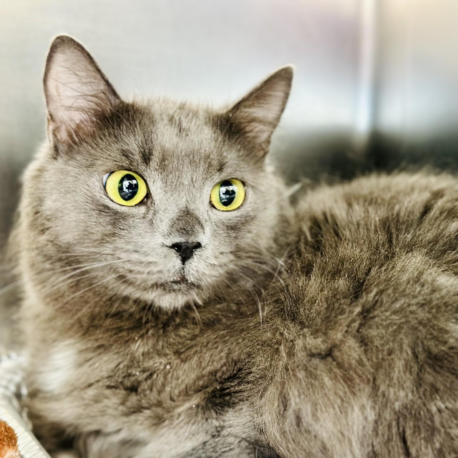 Enlarge Fluff, a ADOPTABLE Domestic Long Hair in Jackson, NJ image 1/1