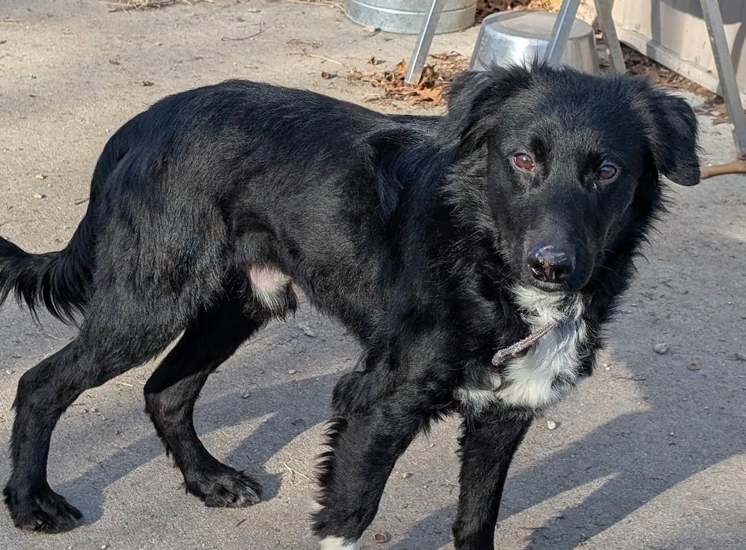 Buddy, Adoptable, Young Male Mixed Breed.