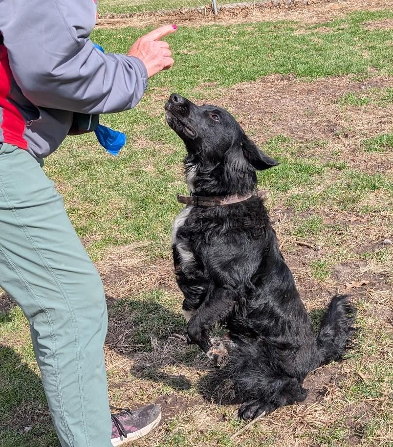 Enlarge Buddy, a Adoptable mixed breed in Carthage, IL image 6/6