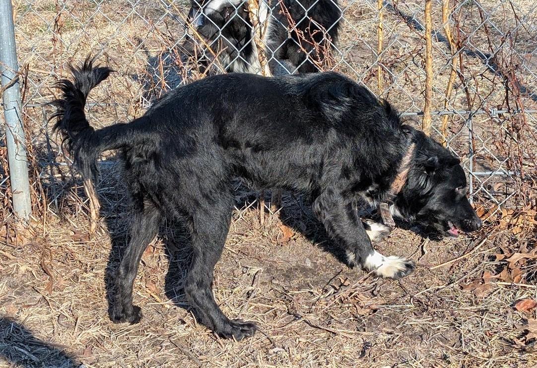 Enlarge Buddy, a Adoptable mixed breed in Carthage, IL image 5/6