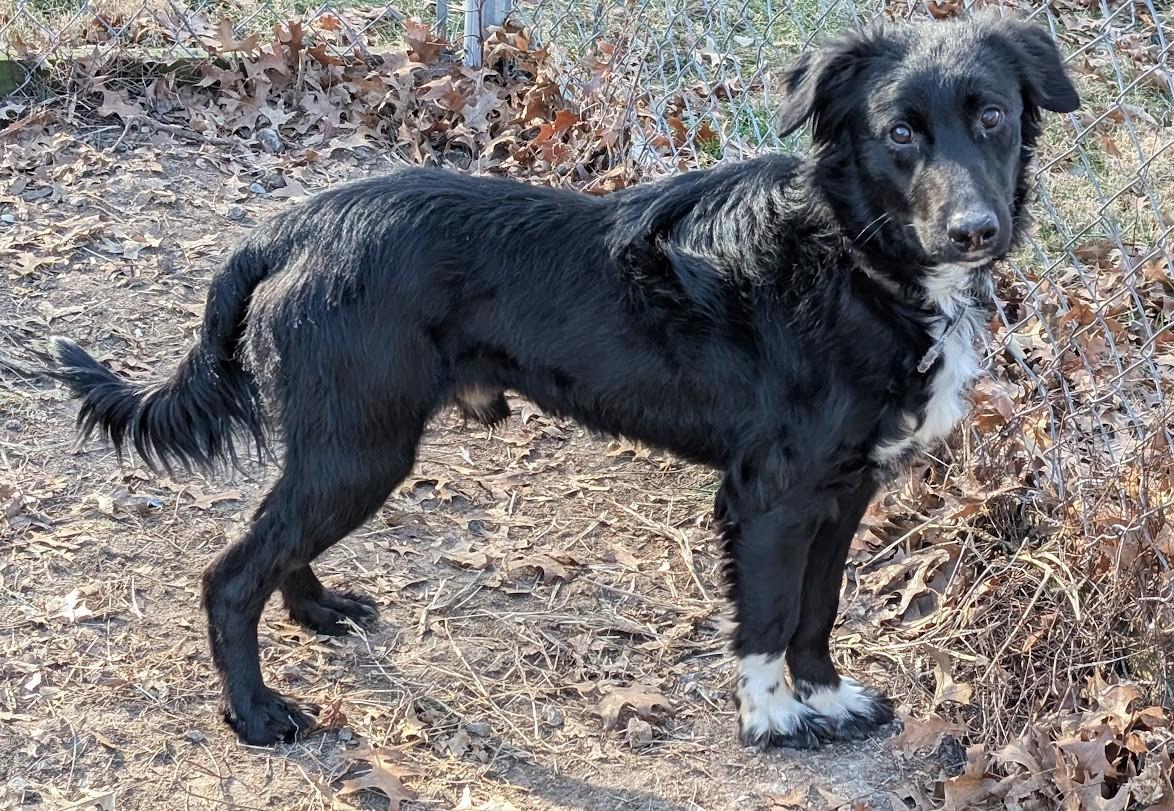 Enlarge Buddy, a Adoptable mixed breed in Carthage, IL image 3/6