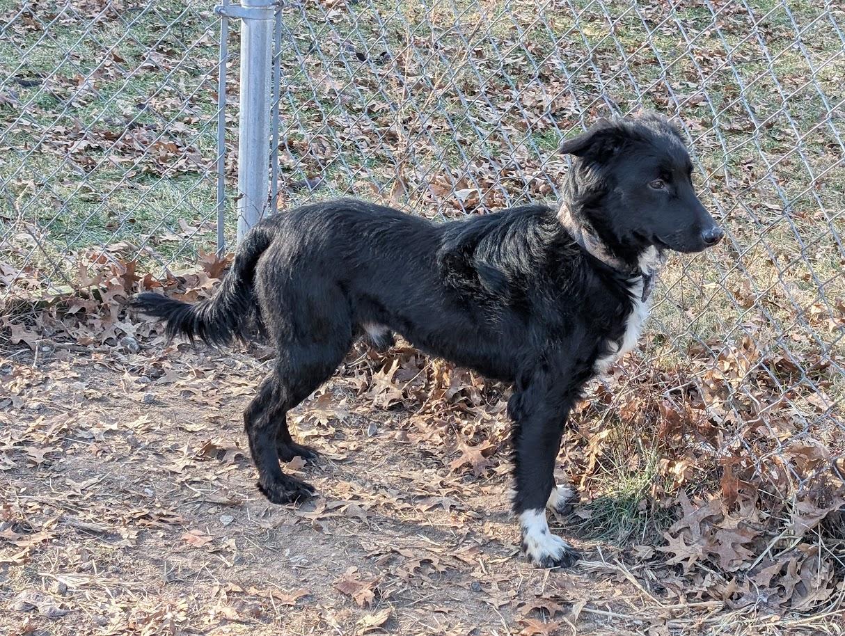 Enlarge Buddy, a Adoptable mixed breed in Carthage, IL image 6/6