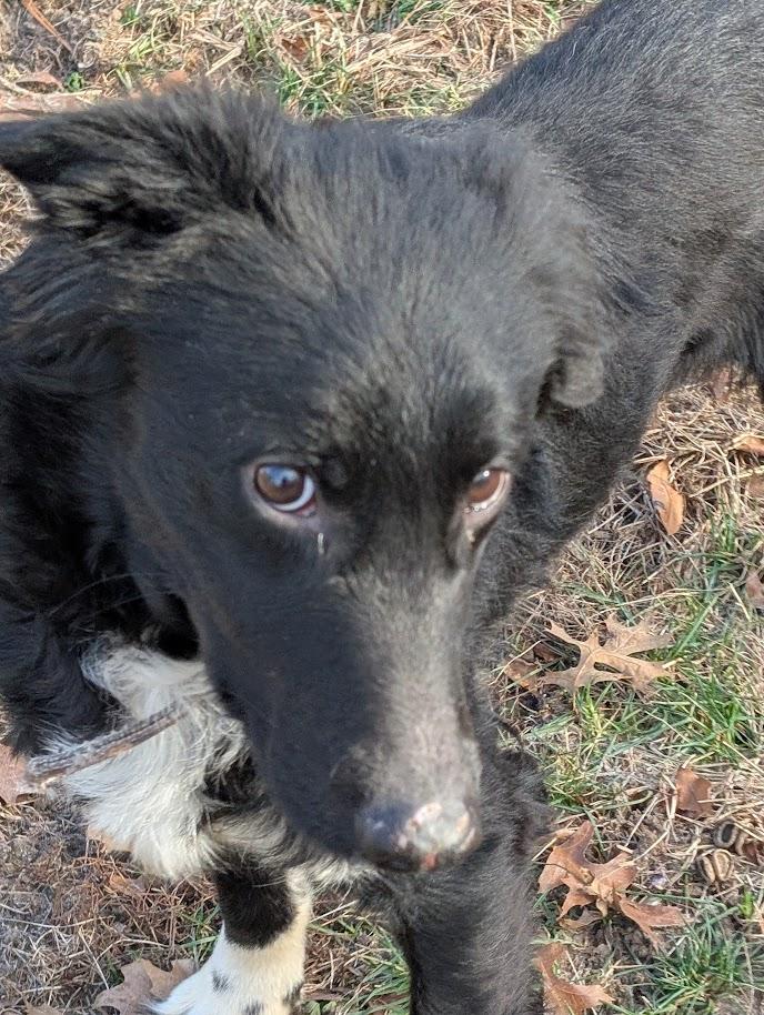 Enlarge Buddy, a Adoptable mixed breed in Carthage, IL image 2/6