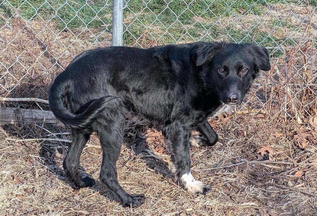 Enlarge Buddy, a Adoptable mixed breed in Carthage, IL image 4/6