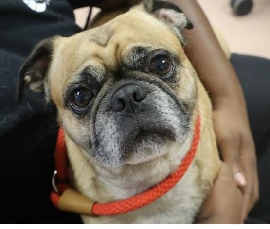 Dexter, a Adoptable Pug in Irmo, SC image 1/2