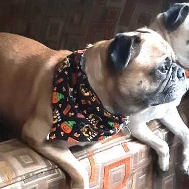 Dexter, a Adoptable Pug in Irmo, SC image 2/2