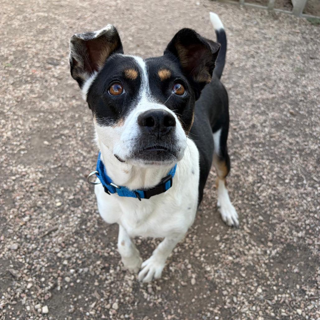 Enlarge Annie Oakley, a Adoptable mixed breed in Kerrville, TX image 1/6