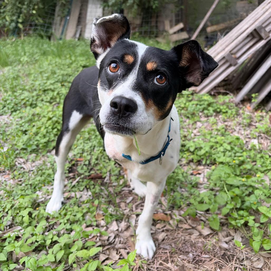 Annie Oakley, Adoptable, Adult Female Terrier & Mixed Breed.