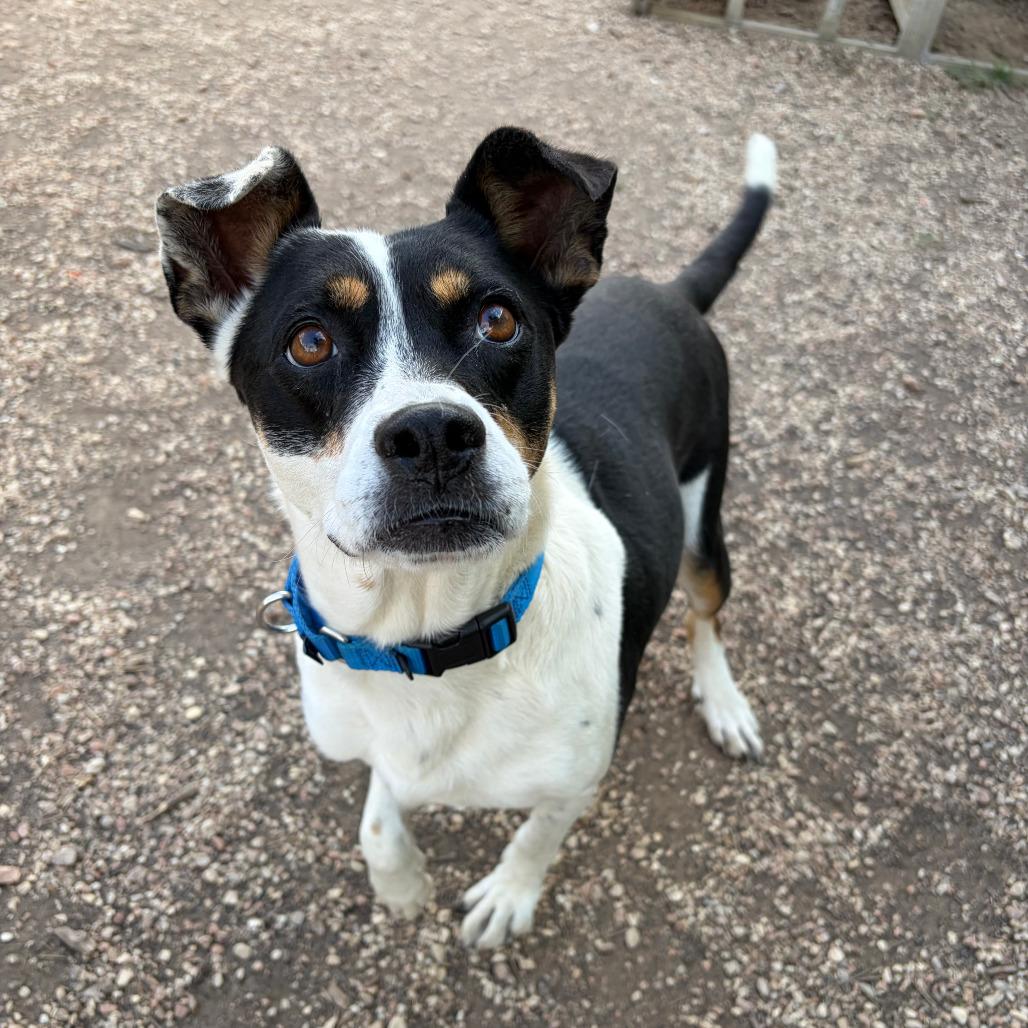 Enlarge Annie Oakley, a Adoptable mixed breed in Kerrville, TX image 4/6