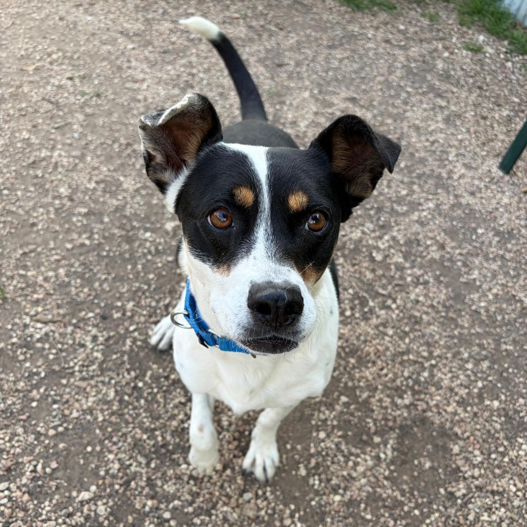 Enlarge Annie Oakley, a Adoptable mixed breed in Kerrville, TX image 5/6