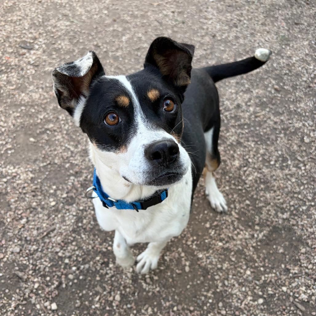 Enlarge Annie Oakley, a Adoptable mixed breed in Kerrville, TX image 6/6