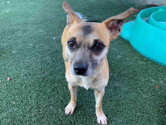 Enlarge ANGEL, a Adoptable mixed breed in Bonita, CA image 1/1