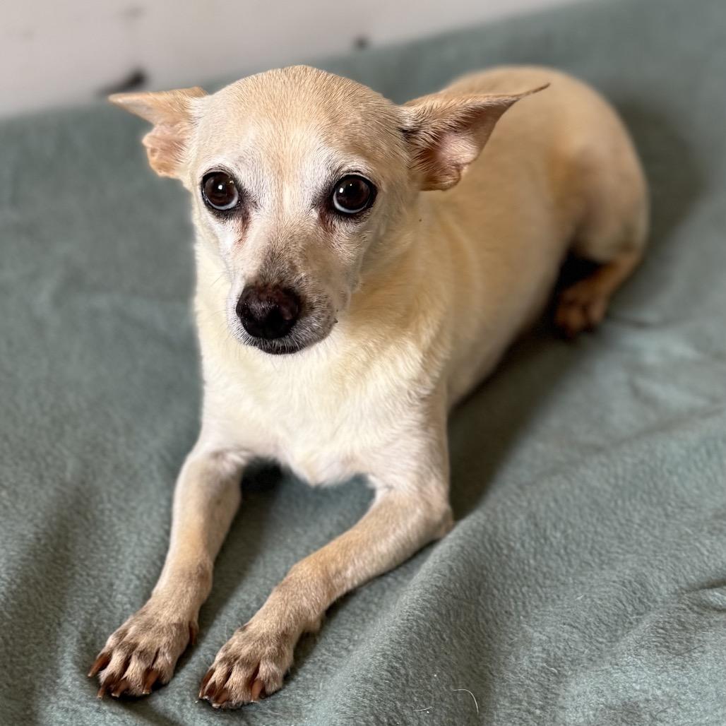 Enlarge Custard, a Adoptable mixed breed in Brownsboro, AL image 2/6