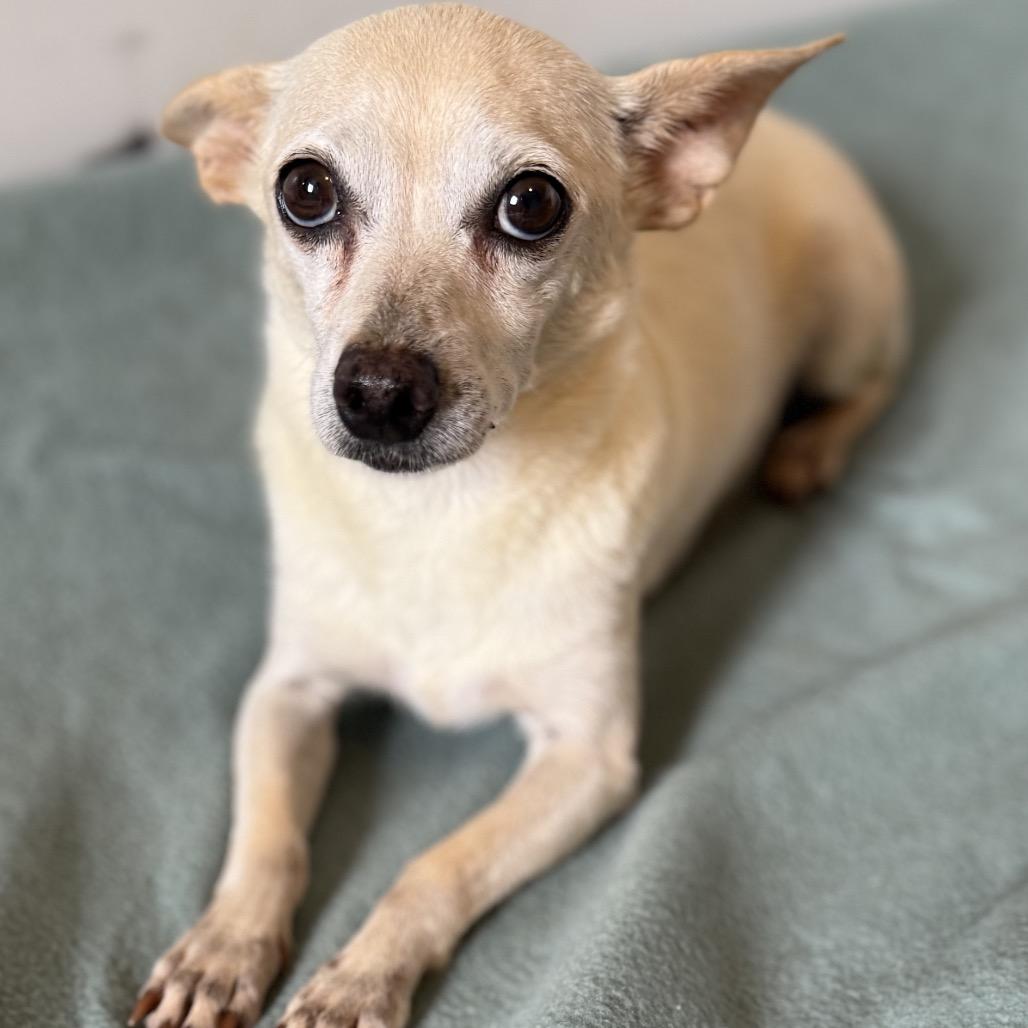 Enlarge Custard, a Adoptable mixed breed in Brownsboro, AL image 3/6