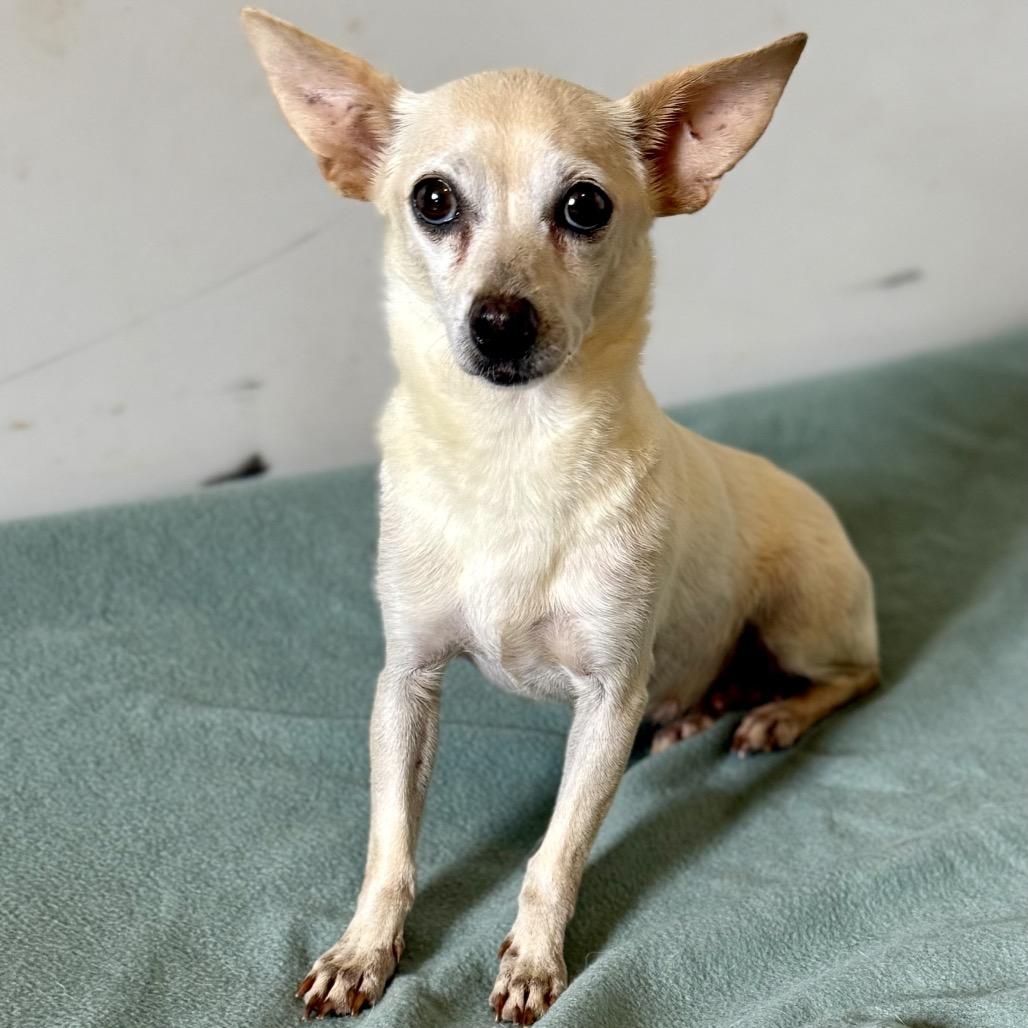 Enlarge Custard, a Adoptable mixed breed in Brownsboro, AL image 4/6