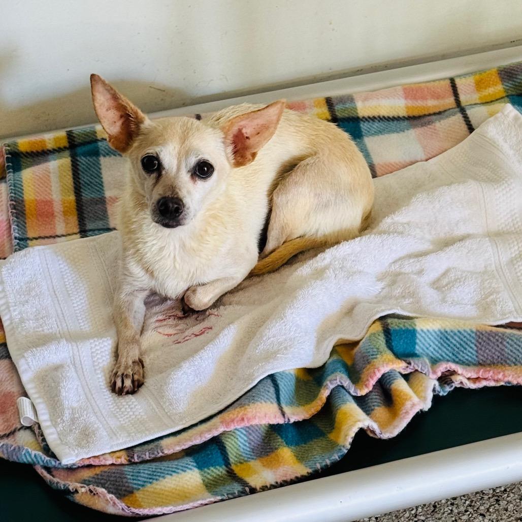 Enlarge Custard, a Adoptable mixed breed in Brownsboro, AL image 5/6