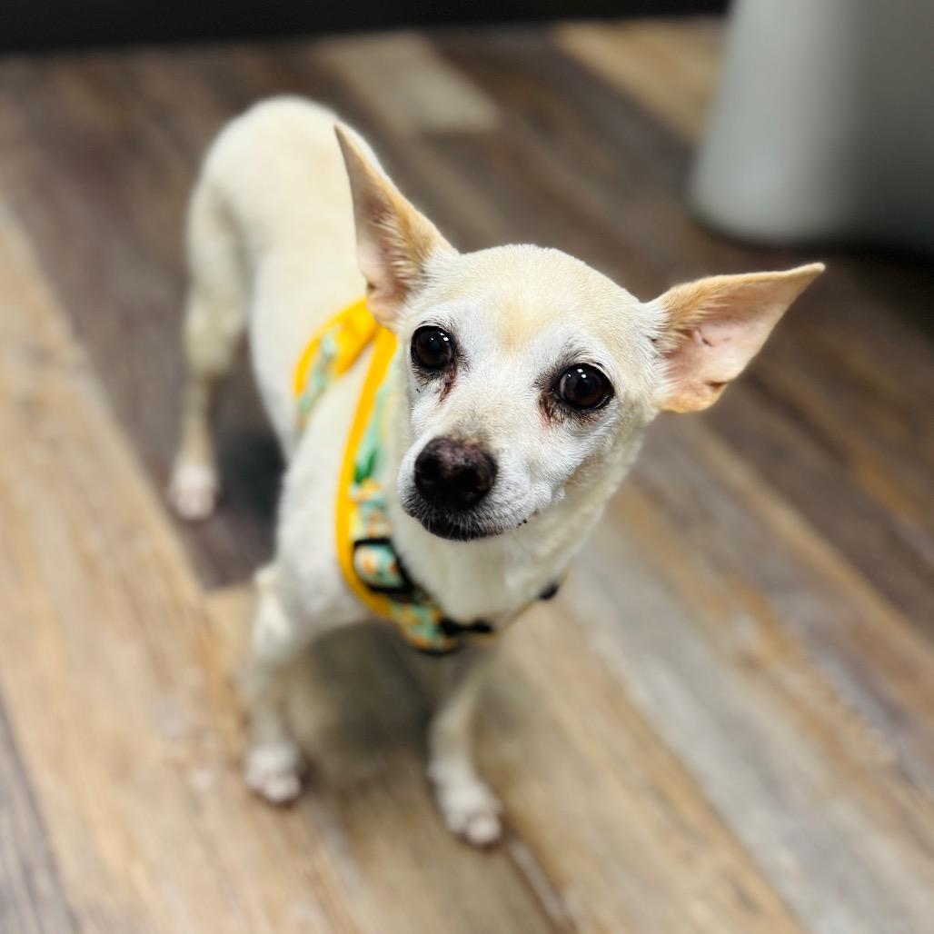 Enlarge Custard, a Adoptable mixed breed in Brownsboro, AL image 6/6
