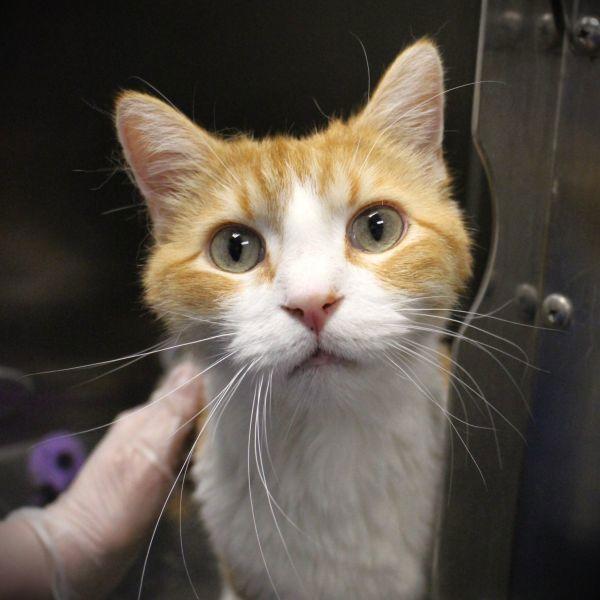 Enlarge Major, a Adoptable mixed breed in Des Moines, IA image 2/2