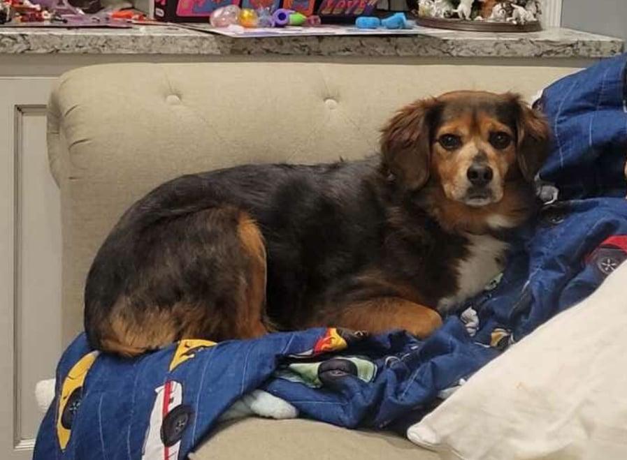 Enlarge Jack!!, an adoptable mixed breed in Celina, OH image 1/6